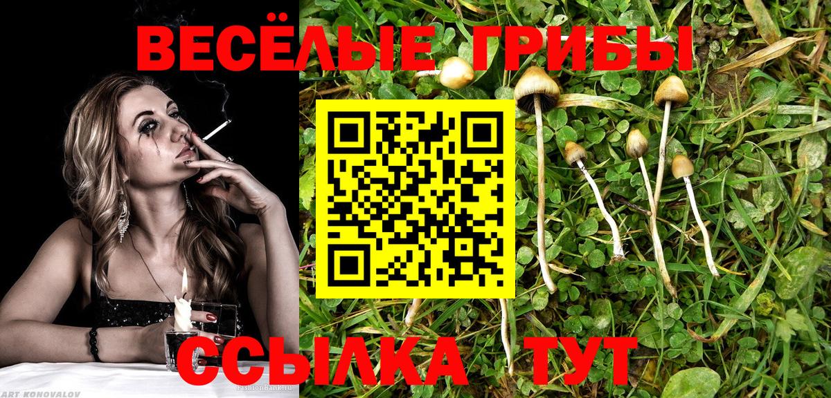 Псилоцибиновые грибы Psilocybine cubensis Касимов